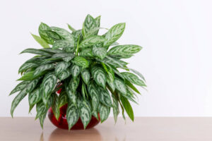 एग्लोनिमा (Aglaonema / Chinese Evergreen)