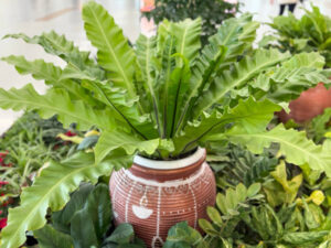 Indoor plants names with pictures India